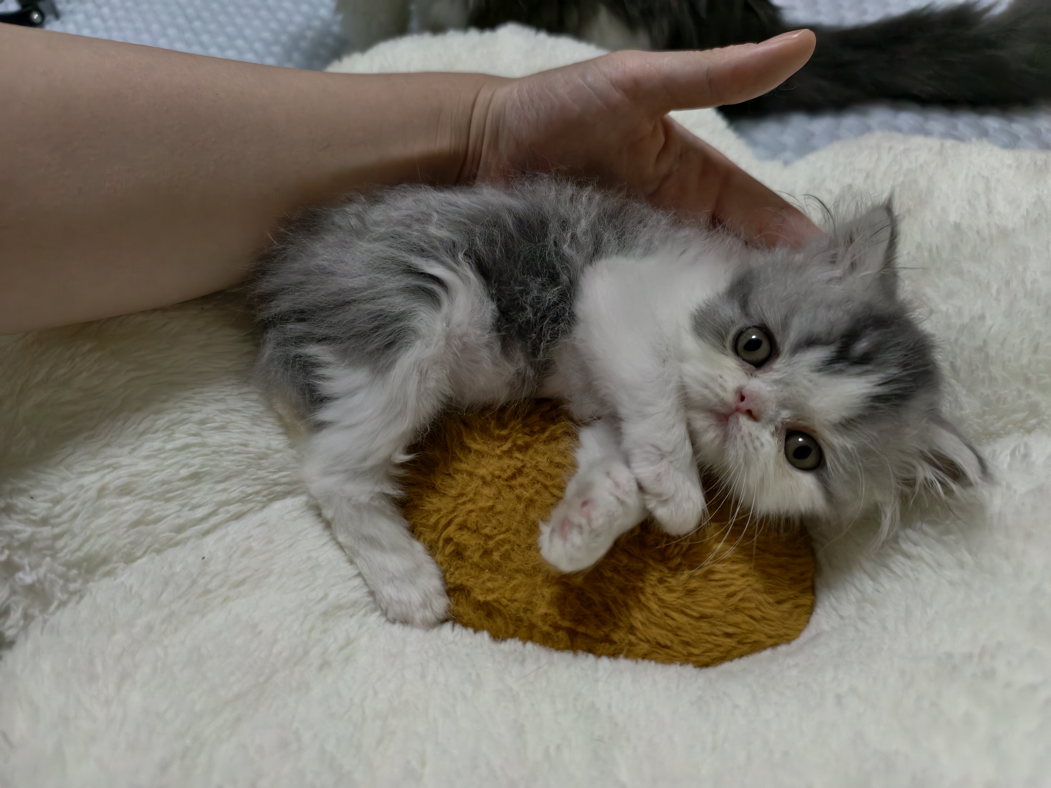 南京自提，加菲猫咪